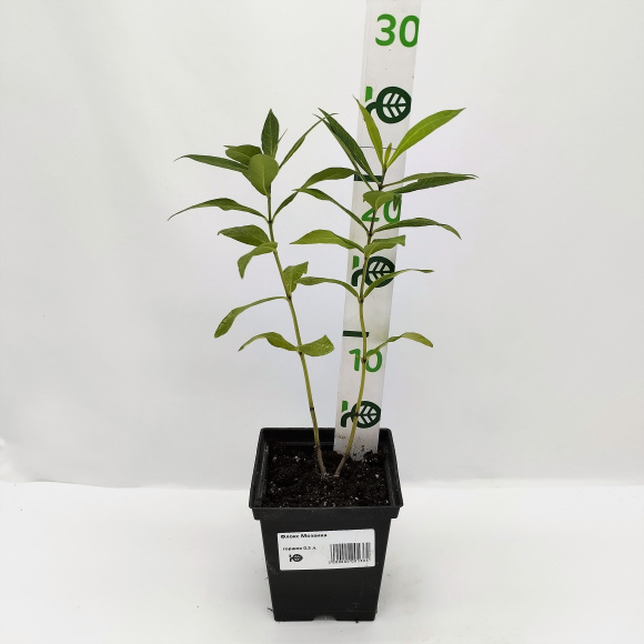 Флокс Мозаика купить с доставкой Флокс Мозаика купить с доставкой