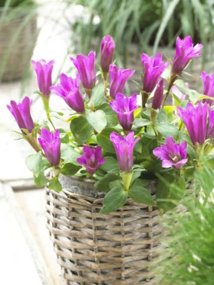 Горечавка Литл Пинки (Little Pinkie) купить с доставкой