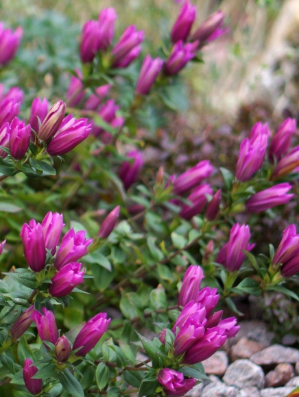 Горечавка Литл Пинки (Little Pinkie) купить с доставкой