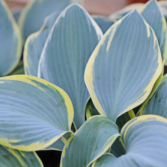 Хоста Фёрст Фрост (First Frost) [M] купить с доставкой