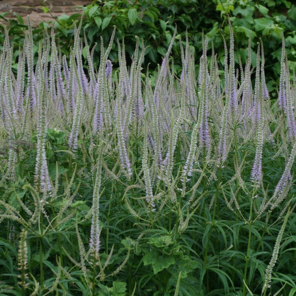 Вероникаструм Лавендельтурм (Lavendelturm) купить с доставкой Вероникаструм Лавендельтурм (Lavendelturm) купить с доставкой