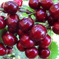 Вишня Жуковская Вишня Жуковская