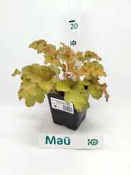 Гейхера Оранж Берри Раффлз (Orange Berry Ruffles) Гейхера Оранж Берри Раффлз (Orange Berry Ruffles)