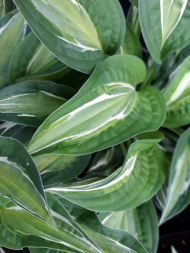 Хоста Снэйк Айз (Snake Eyes) [M]