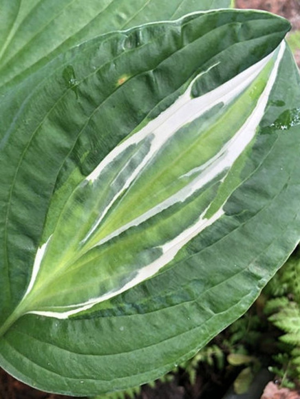 Хоста Снэйк Айз (Snake Eyes) [M] купить с доставкой