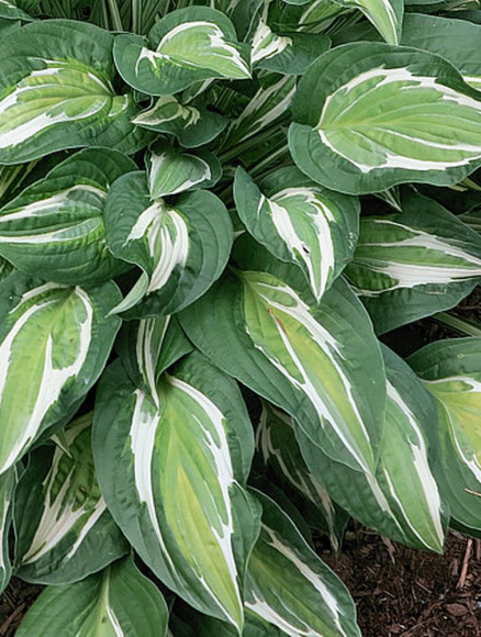 Хоста Снэйк Айз (Snake Eyes) [M] купить с доставкой