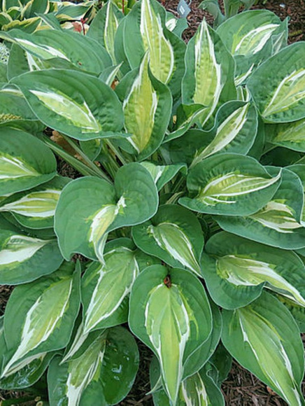 Хоста Снэйк Айз (Snake Eyes) [M] купить с доставкой