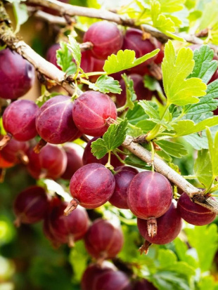 Крыжовник Консул