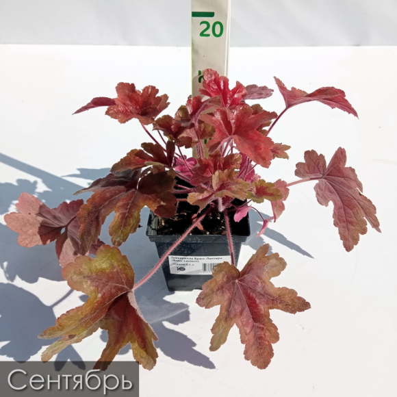 Гейхерелла Брасс Лантерн (Brass Lantern) купить с доставкой