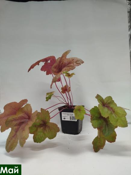 Гейхерелла Брасс Лантерн (Brass Lantern) купить с доставкой