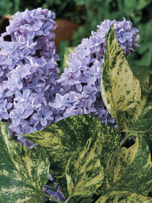 Сирень Аукубафолия (Aucubaefolia)