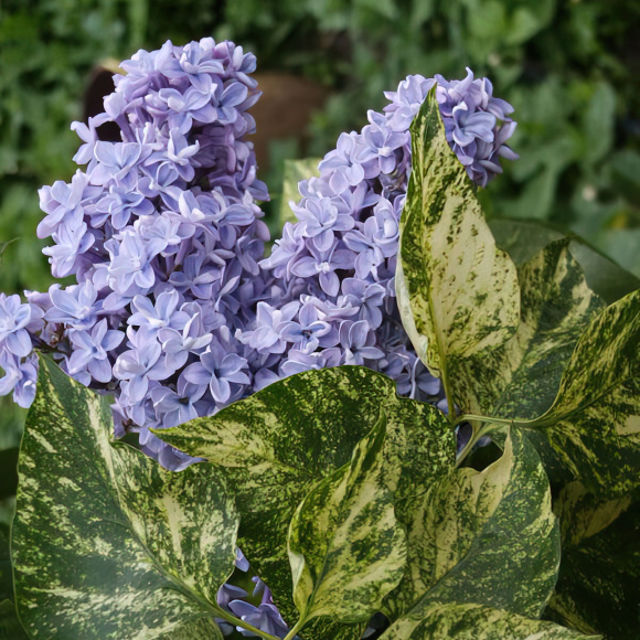 Сирень Аукубафолия (Aucubaefolia) купить с доставкой