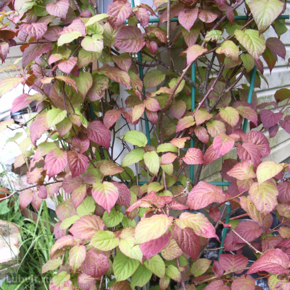 Актинидия Университетская купить с доставкой Актинидия Университетская купить с доставкой