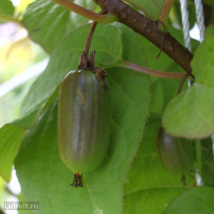 Актинидия Университетская