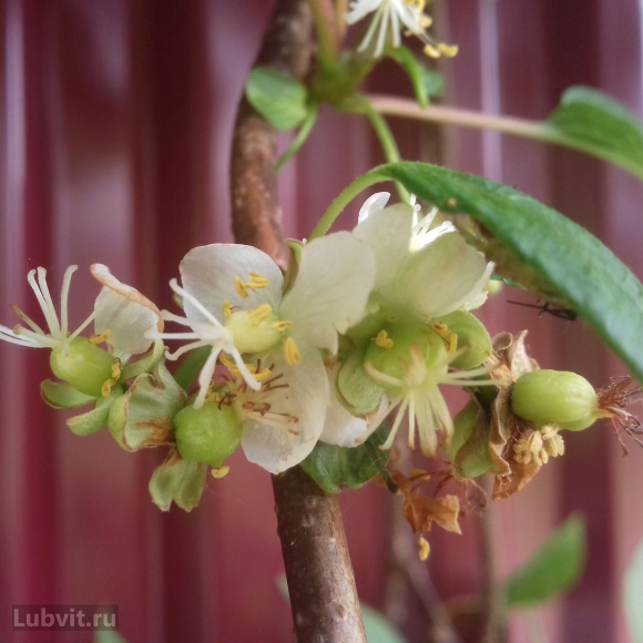 Актинидия Университетская купить с доставкой Актинидия Университетская купить с доставкой