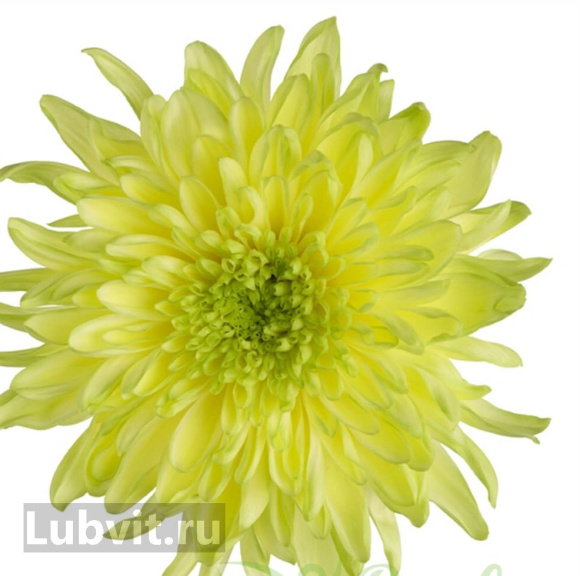 Хризантема садовая Зембла Бразил (Zembla Brasil) купить с доставкой