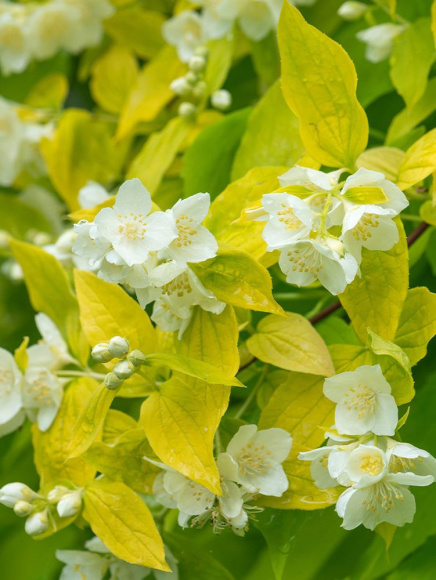 Чубушник Ауреус (Aureus) купить с доставкой