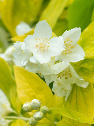 Чубушник Ауреус (Aureus)