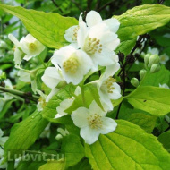 Чубушник Ауреус (Aureus) Чубушник Ауреус (Aureus)