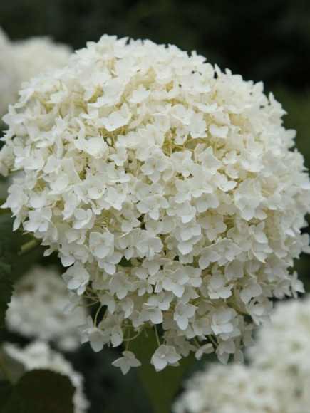 Гортензия Аннабель (Annabelle) древовидная купить с доставкой