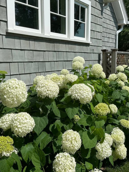 Гортензия Аннабель (Annabelle) древовидная купить с доставкой