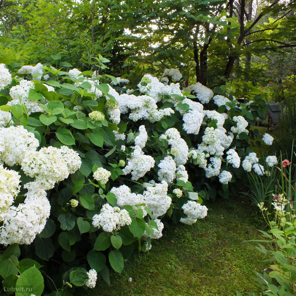 Annabelle hydrangea sale