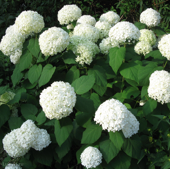 Гортензия Аннабель (Annabelle) древовидная купить с доставкой Гортензия Аннабель (Annabelle) древовидная купить с доставкой