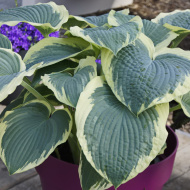 Хоста Американ Хало (American Halo) [L]