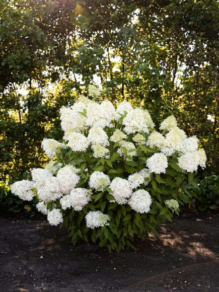 Гортензия Роял Флауэр (Royal Flower) метельчатая купить с доставкой