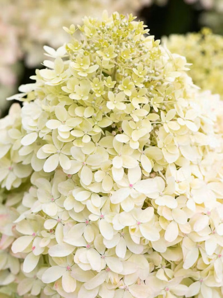 Гортензия Роял Флауэр (Royal Flower) метельчатая купить с доставкой