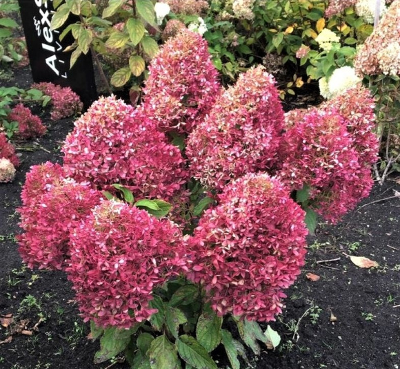 Гортензия Роял Флауэр (Royal Flower) метельчатая купить с доставкой Гортензия Роял Флауэр (Royal Flower) метельчатая купить с доставкой