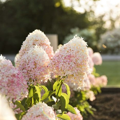 Гортензия Роял Флауэр (Royal Flower) метельчатая купить с доставкой Гортензия Роял Флауэр (Royal Flower) метельчатая купить с доставкой