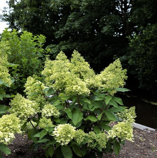 Гортензия Роял Флауэр (Royal Flower) метельчатая купить в интернет ...