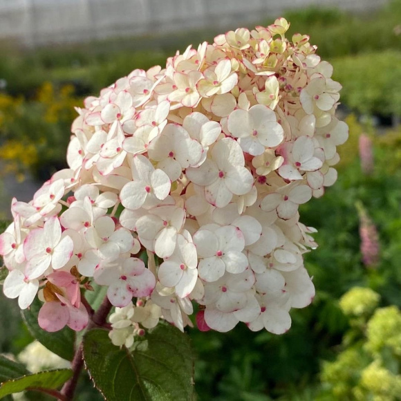 Гортензия Роял Флауэр (Royal Flower) метельчатая купить с доставкой Гортензия Роял Флауэр (Royal Flower) метельчатая купить с доставкой