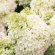 Гортензия Роял Флауэр (Royal Flower) метельчатая купить с доставкой