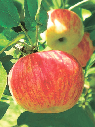 Яблоня Штрейфлинг