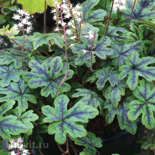 Тиарелла Хэппи Трейлс (Happy Trails)