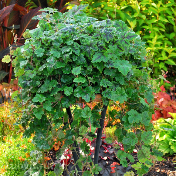 Тиарелла Хэппи Трейлс (Happy Trails) купить с доставкой Тиарелла Хэппи Трейлс (Happy Trails) купить с доставкой