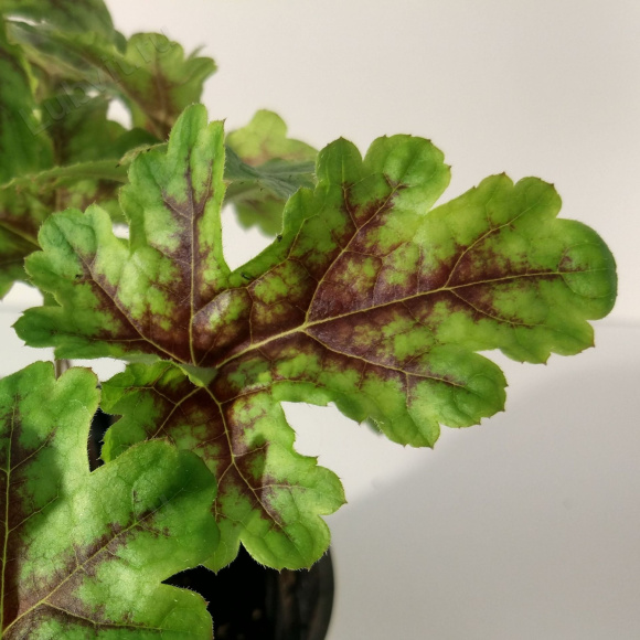 Тиарелла Хэппи Трейлз лист (Tiarella Happy Trails) Тиарелла Хэппи Трейлз лист (Tiarella Happy Trails)