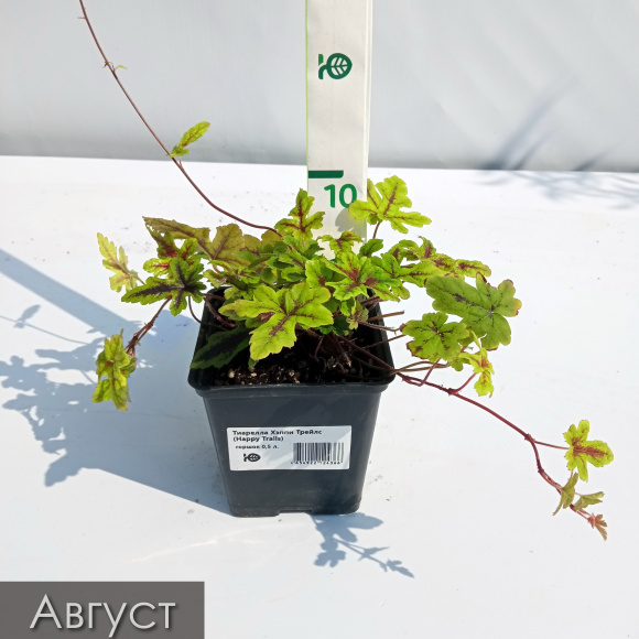 Тиарелла Хэппи Трейлс (Happy Trails) купить с доставкой Тиарелла Хэппи Трейлс (Happy Trails) купить с доставкой