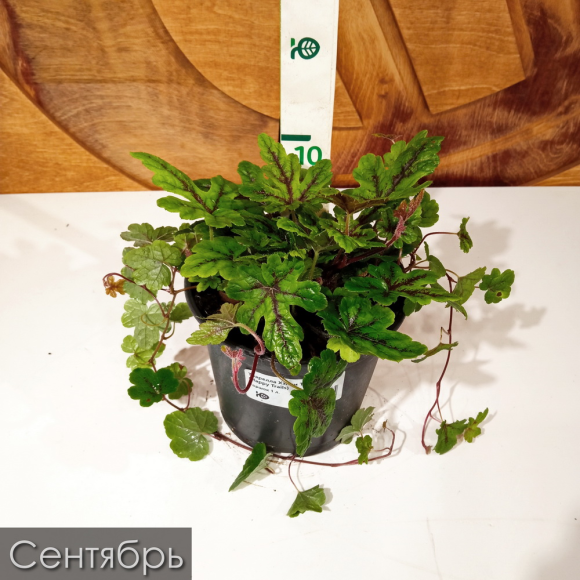 Тиарелла Хэппи Трейлс (Happy Trails) купить с доставкой Тиарелла Хэппи Трейлс (Happy Trails) купить с доставкой