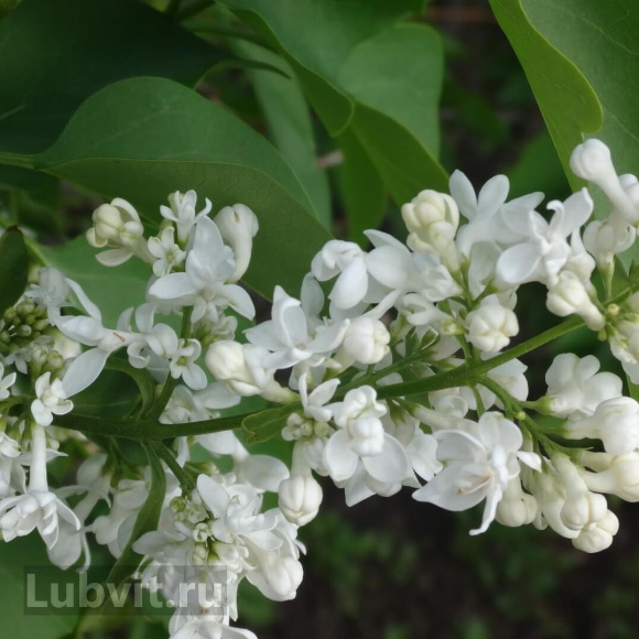 Сирень Лиега (Liega) купить с доставкой Сирень Лиега (Liega) купить с доставкой