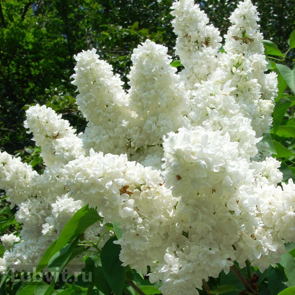 Сирень Лиега (Liega) купить с доставкой Сирень Лиега (Liega) купить с доставкой