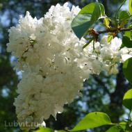 Сирень Лиега (Liega)