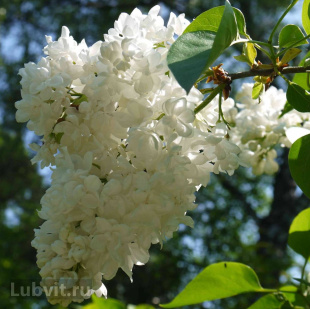 Сирень Лиега (Liega)