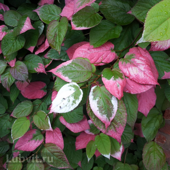 Актинидия Приусадебная купить с доставкой Актинидия Приусадебная купить с доставкой