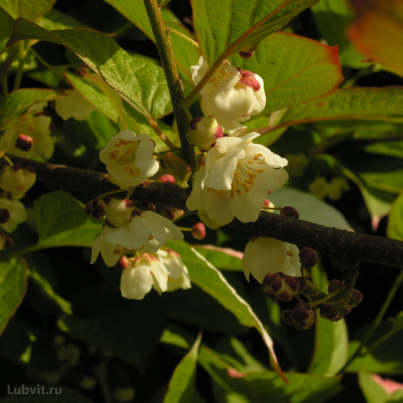 Актинидия Приусадебная купить с доставкой Актинидия Приусадебная купить с доставкой