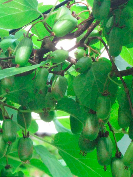 Актинидия Приусадебная купить с доставкой