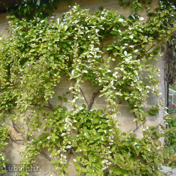 Актинидия Приусадебная купить с доставкой Актинидия Приусадебная купить с доставкой