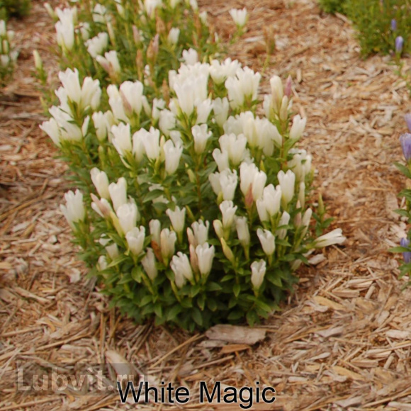 Горечавка Вайт Мэджик (White Magic) купить с доставкой